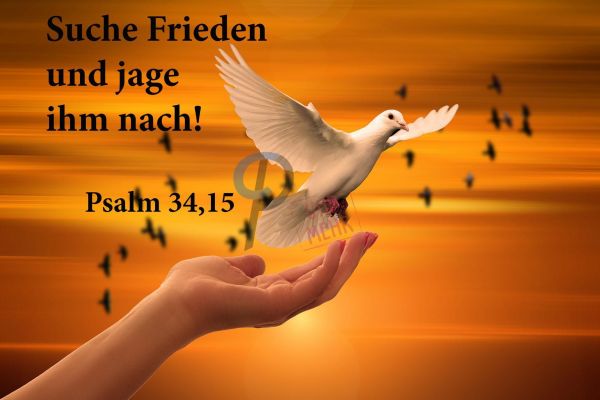 555 Jahreslosung 2019 weiße Taube